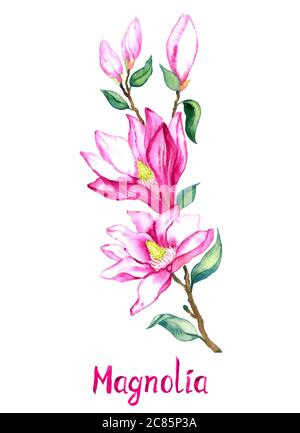 Magnolia Zweig mit rosa-lila Blüten isoliert auf weiß handbemalter Aquarell-Illustration mit handschriftlicher Inschrift Stockfoto