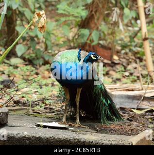 Pfau oder Pfau Stockfoto