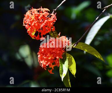 Ixora Blume oder Ixora Coccinea oder Dschungel Geranie Blume Stockfoto