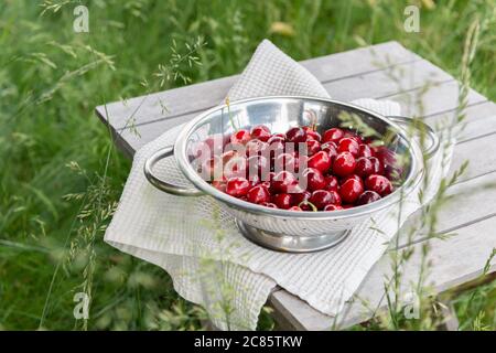 Frische Kirschen gesammelt und in eine Schüssel, auf einem Tisch im Garten gestellt Stockfoto