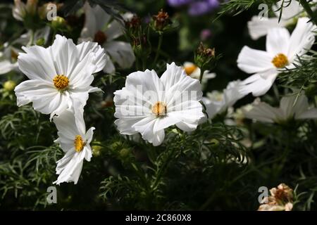Weiße Kosmos Blumen wachsen im Garten Stockfoto