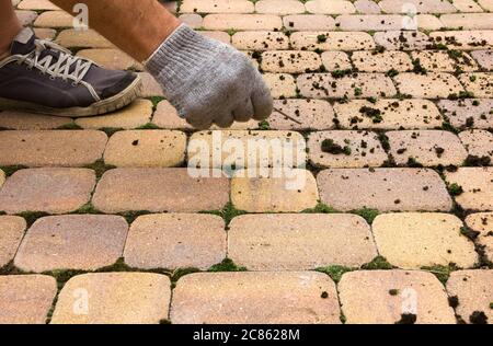 Der Mensch reinigt die Straßenfliesen vom Moos. Wiederherstellung der Ordnung im Garten, Moos und schmutzig vom Bürgersteig ziehen. Das Moos auf der Strecke. Stockfoto