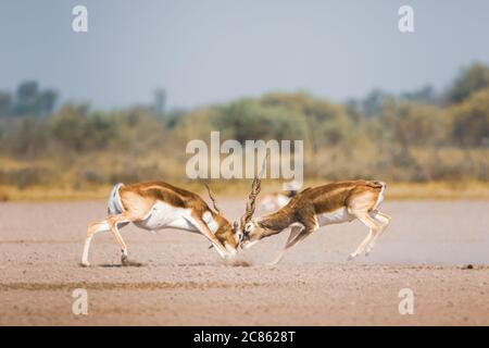 Männliche Schwarzbuck kämpfen in einem offenen Feld Antilope kämpfen mit voller Kraft aus langen Hörnern in grünem Hintergrund und landschaftlich reizvolle Landschaft mit Skyline bei BL Stockfoto