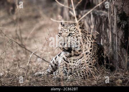 Bildende Kunst Bild von riesigen wilden männlichen Leoparden oder Panther oder panthera pardus fusca in Zentral-indien Wald Stockfoto