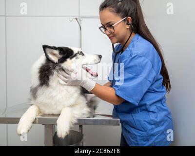 Hispanische Tierarzt Untersuchung eines sibirischen Husky Hund. Stockfoto