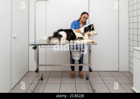 Hispanische Tierarzt Untersuchung eines sibirischen Husky Hund. Stockfoto