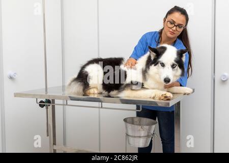 Hispanische Tierarzt Untersuchung eines sibirischen Husky Hund. Stockfoto