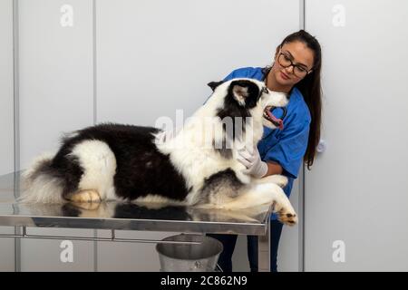 Hispanische Tierarzt Untersuchung eines sibirischen Husky Hund. Stockfoto