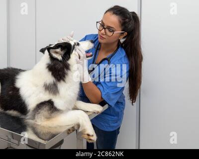 Hispanische Tierarzt Untersuchung eines sibirischen Husky Hund. Stockfoto