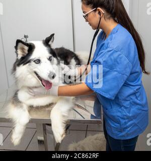 Hispanische Tierarzt Untersuchung eines sibirischen Husky Hund. Stockfoto