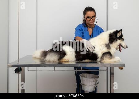 Hispanische Tierarzt Untersuchung eines sibirischen Husky Hund. Stockfoto