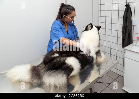 Hispanische Tierarzt Untersuchung eines sibirischen Husky Hund. Stockfoto