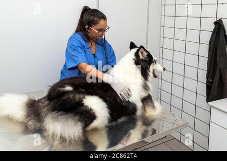 Hispanic Tierarzt Untersuchung eines sibirischen Husky Hund, Stockfoto