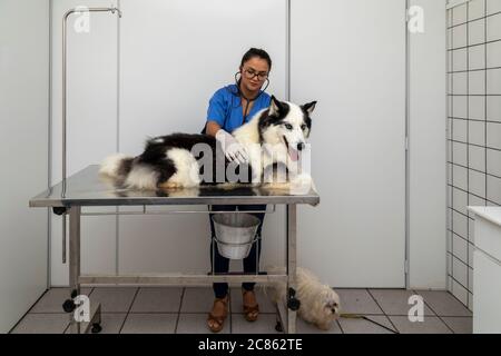 Hispanic Tierarzt Untersuchung eines sibirischen Husky Hund, Stockfoto