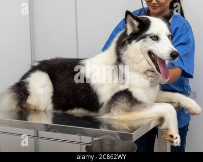 Hispanische Tierarzt Untersuchung eines sibirischen Husky Hund. Stockfoto