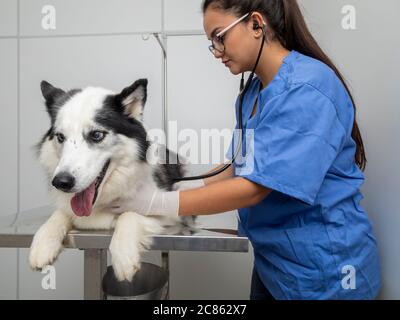 Hispanische Tierarzt Untersuchung eines sibirischen Husky Hund. Stockfoto