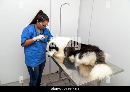 Hispanische Tierarzt Untersuchung eines sibirischen Husky Hund. Stockfoto