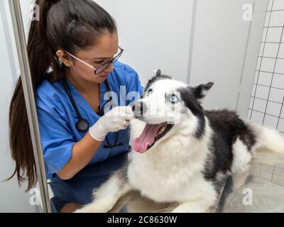Hispanische Tierarzt Untersuchung eines sibirischen Husky Hund. Stockfoto