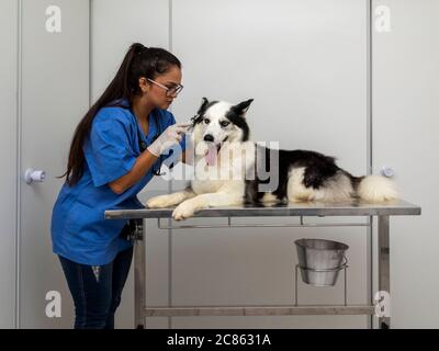 Tierarzt untersucht das Ohr des Hundes. Stockfoto