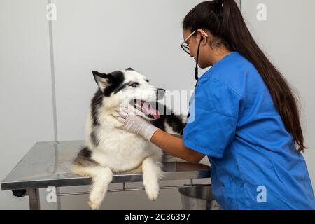 Hispanische Tierarzt Untersuchung eines sibirischen Husky Hund. Stockfoto