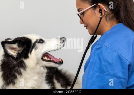 Hispanische Tierarzt Untersuchung eines sibirischen Husky Hund. Stockfoto