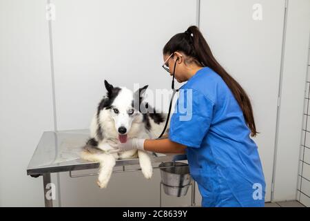Hispanische Tierarzt Untersuchung eines sibirischen Husky Hund. Stockfoto