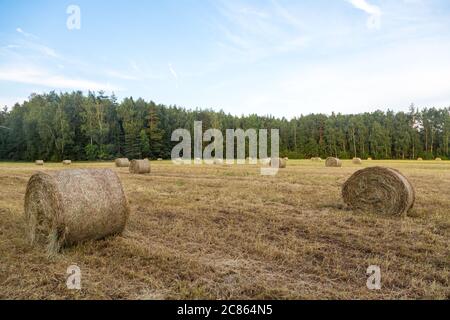 Haystacks in the field. Straw bales. Harvesting. Harvesting feed for the farm. Rural landscape. Countryside concept. Stockfoto