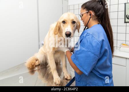 Hispanische Tierarzt Untersuchung eines Hundes. Stockfoto