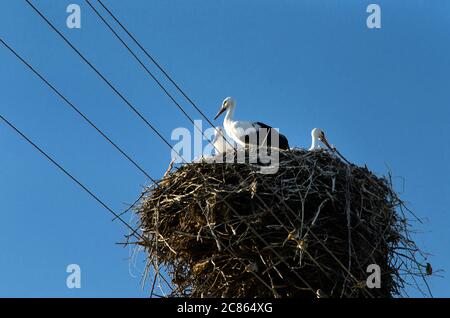 Storch wieder in ihre Nester im Frühling, das Storchennest, die beiden Störche, Stockfoto