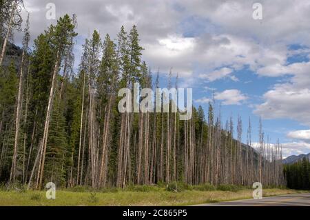 Banff National Park, Alberta, Kanada, August 2005: Der Sawback verordnete Burn entlang des Bow Valley Parkway auf der Straße zum Lake Louise im Banff National Park. ©Bob Daemmrich Stockfoto