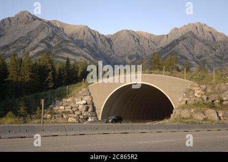 Alberta, Kanada August 2005: Überführung von Zugtieren, um Unfälle mit Fahrzeugen entlang der Trans-Canada Highway durch den Banff National Park zu verhindern. ©Bob Daemmrich Stockfoto
