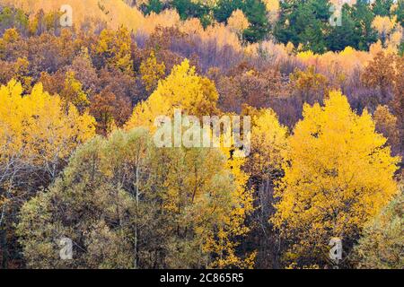 Landschaftsfotografie im Herbst. Farbenfroher Waldhintergrund. Ankara, Cubuk, Karagol. Turkiye. Stockfoto