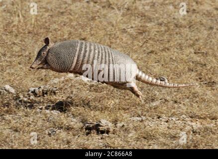 Spicewood, Texas, USA, 23. Dezember 2005: Ein neunarmadillo läuft durch getrocknete Bürste im Reimer's Ranch County Park im Texas Hill Country westlich von Austin. ©Bob Daemmrich Stockfoto