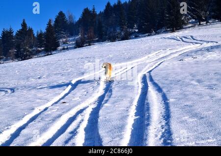 Ein Wanderhund in einer verschneiten Landschaft an einem sonnigen Wintertag in Siebenbürgen. Stockfoto