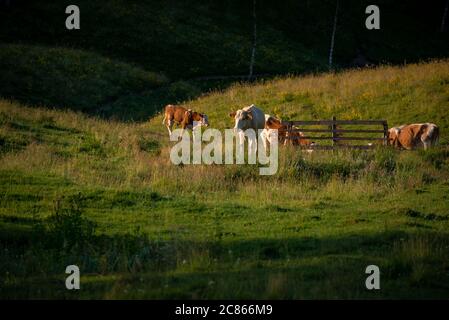 Kühe, die in der Nähe eines Zauns stehen, wo sie Wasser trinken, mit einem dunklen Wald im Hintergrund in einer wunderschönen Landschaft in Dumesti, Salciua de Sus, Alba County, Stockfoto