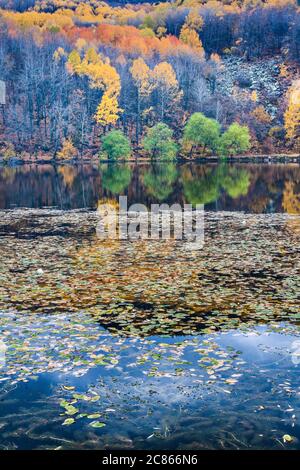 Landschaftsfotografie im Herbst. Farbenfroher Waldhintergrund. Ankara, Cubuk, Karagol. Turkiye. Stockfoto