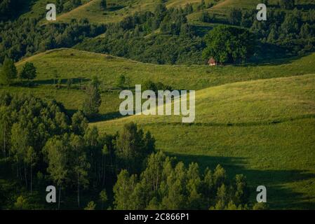 Altes Scheunenhaus auf einem Hügel unter einigen großen Bäumen in Dumesti, Salciua, Alba County, Rumänien Stockfoto