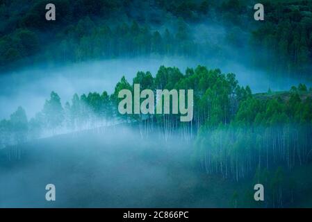 Ein schöner Wald von Birken am Morgen mit viel Nebel in der Szene in einem ruhigen Ort in Dumesti, Salciua de Sus, Alba County, Rumänien gesehen Stockfoto