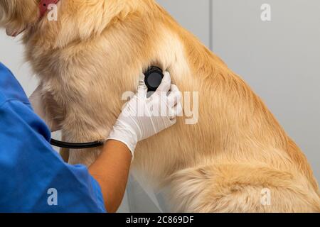 Hispanische Tierarzt Untersuchung eines Hundes. Stockfoto