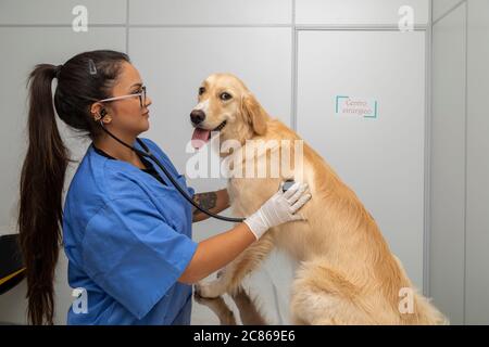 Hispanische Tierarzt Untersuchung eines Hundes. Stockfoto