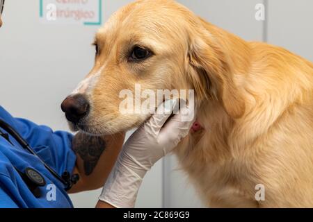 Hispanische Tierarzt Untersuchung eines Hundes. Stockfoto