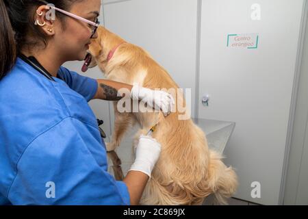 Hispanic Tierarzt Untersuchung eines Hundes. Stockfoto