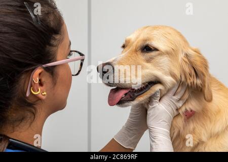 Hispanic Tierarzt Untersuchung eines Hundes. Stockfoto