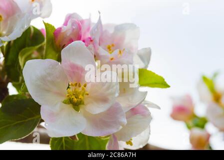 Apfelblüte eines Santana Apfelbaumes als Weitwinkelmakro Stockfoto