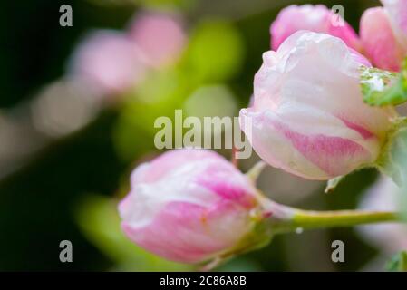 Apfelblüte eines Santana Apfelbaumes als Weitwinkelmakro Stockfoto