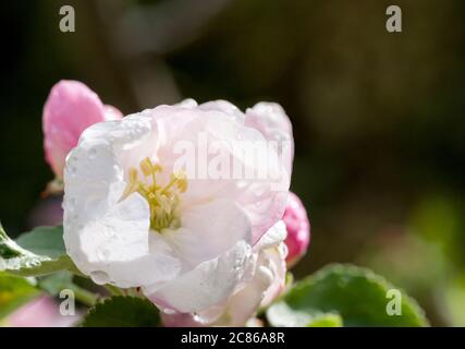 Apfelblüte eines Santana Apfelbaumes als Weitwinkelmakro Stockfoto