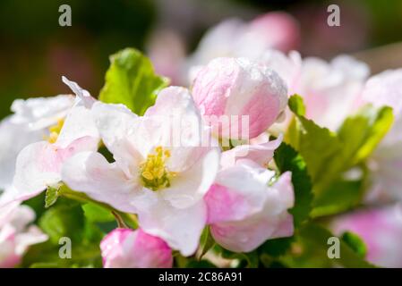 Apfelblüte eines Santana Apfelbaumes als Weitwinkelmakro Stockfoto