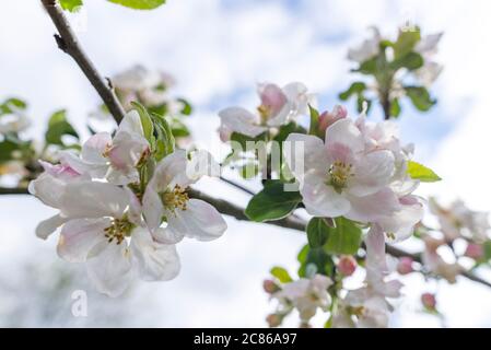 Apfelblüte eines Santana Apfelbaumes als Weitwinkelmakro Stockfoto