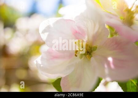 Apfelblüte eines Santana Apfelbaumes als Weitwinkelmakro Stockfoto