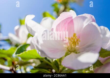 Apfelblüte eines Santana Apfelbaumes als Weitwinkelmakro Stockfoto